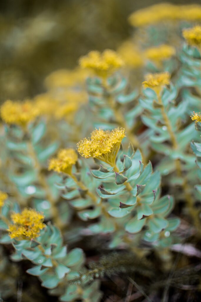 monicore succulent 2412436 1920